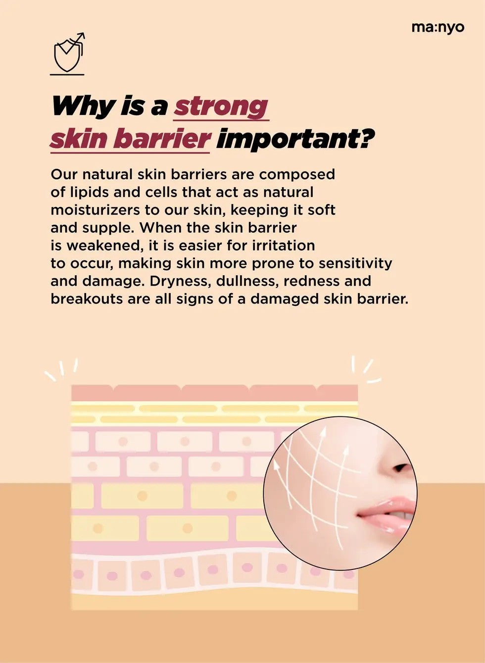ma:nyo Bifida Biome Ampoule Toner 400ml benefits of a strong skin barrier for healthy skin