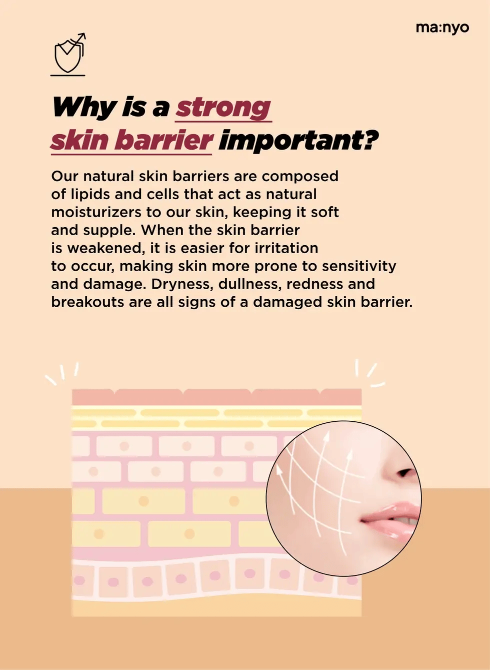 ma:nyo Bifida Biome Complex Ampoule 50ml importance of strong skin barrier highlighted with visuals